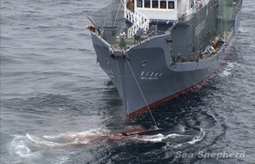 sea-shepherd-yushin-maru-whale